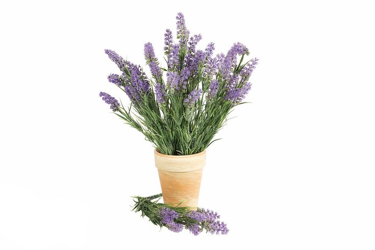 Lavandula stoechas