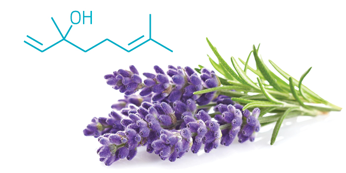 Веточка лаванды