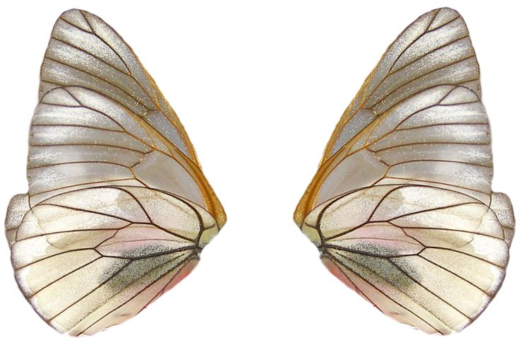Крылья бабочки