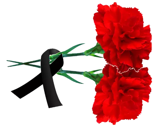 Гвоздики похоронные цветы