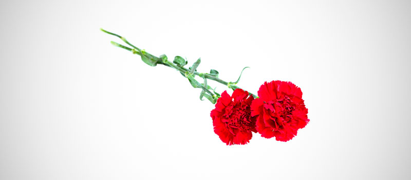 Красные гвоздики