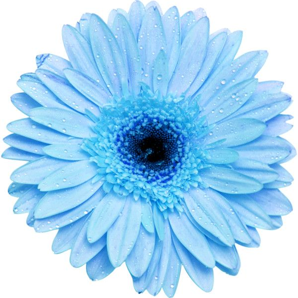 Герберы синие