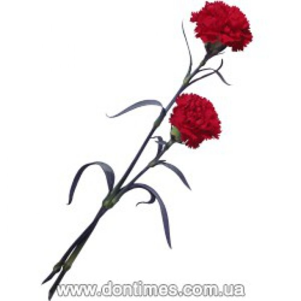 Похоронные гвоздики