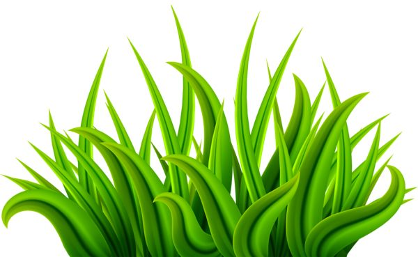 Травка на белом фоне