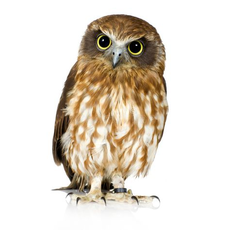 Сова на прозрачном фоне