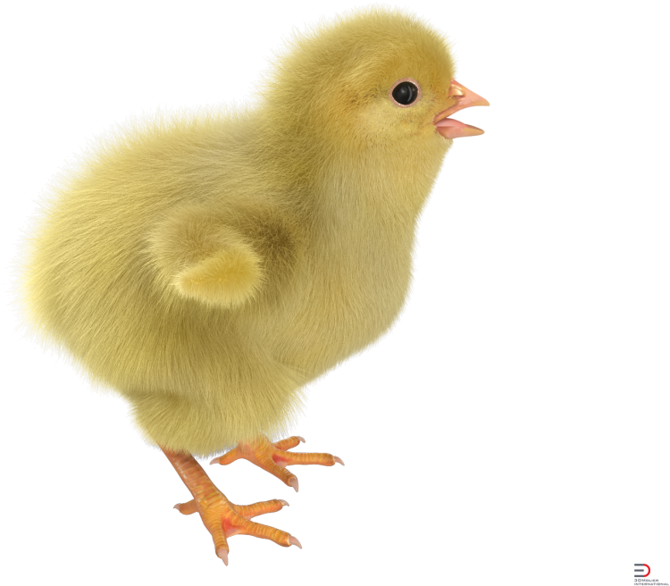 Цыпленок на белом фоне