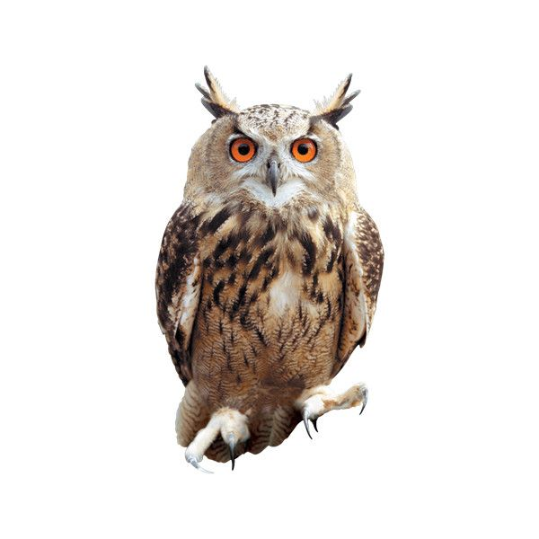 Сова на прозрачном фоне