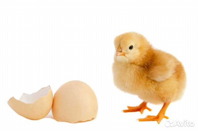 Цыпленлята на белом фоне