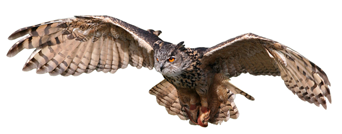 Летящая Сова на прозрачном фоне