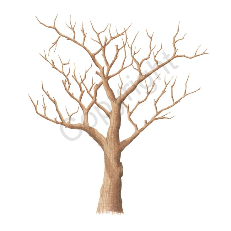 Дерево без листьев