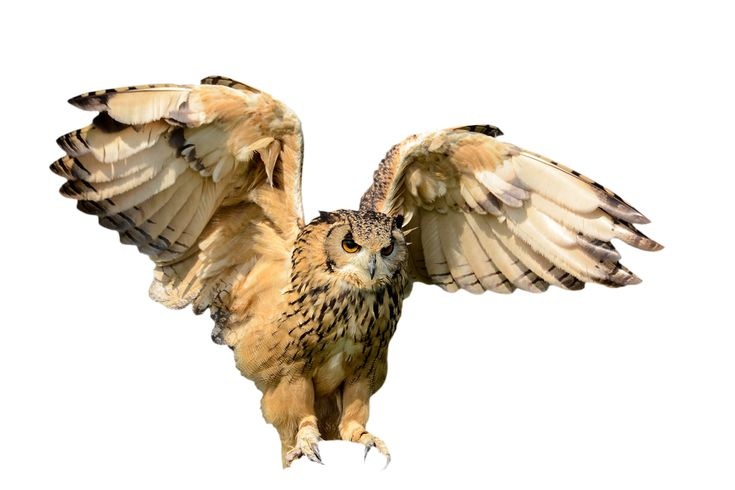 Птицы на прозрачном фоне