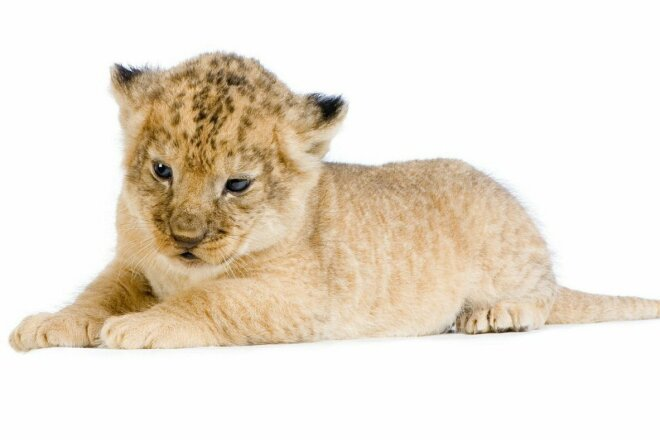 Животные на прозрачном фоне