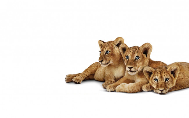 Львенок на белом фоне