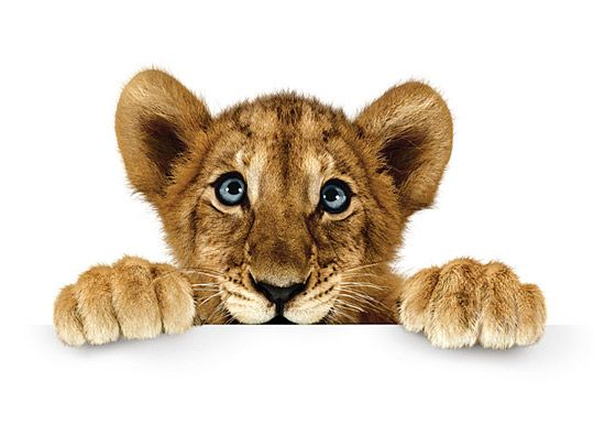 Звери на белом фоне