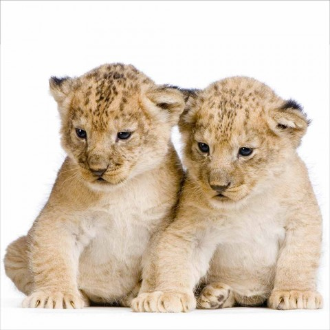 Белый Львенок