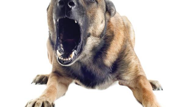 Злая собака