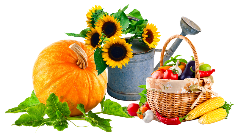 Урожай овощей