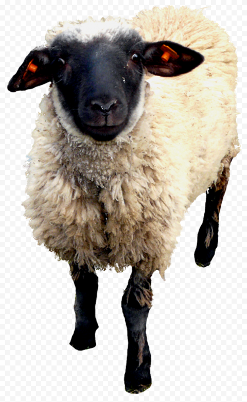 Овца на белом фоне