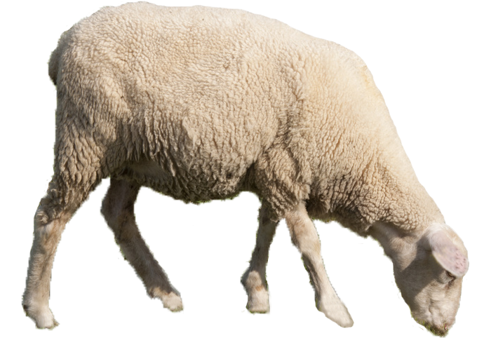 Барашек в полный рост