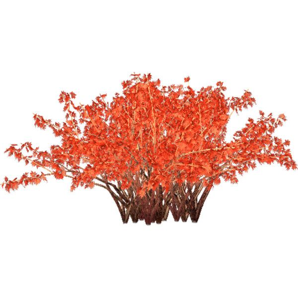 Осенний кустарник на прозрачном фоне