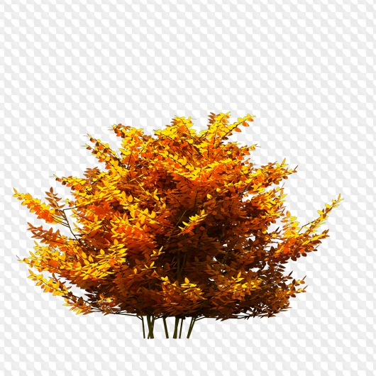 Осенние кусты на прозрачном фоне