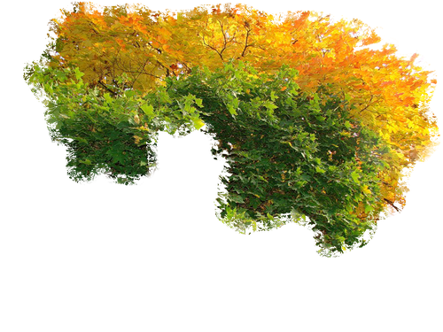 Осеннее дерево на прозрачном фоне