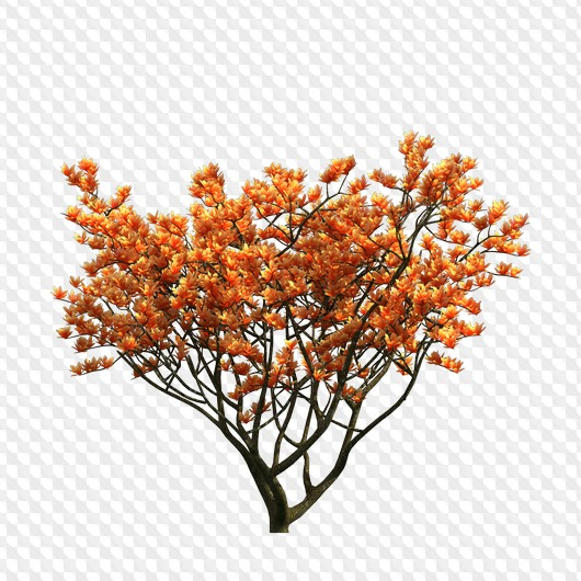 Облепиха дерево на белом фоне