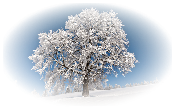 Зимнее дерево на белом фоне