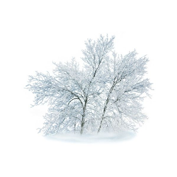 Снежные ветки на прозрачном фоне