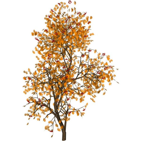 Осеннее дерево на белом фоне