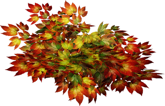 Листья на прозрачном фоне