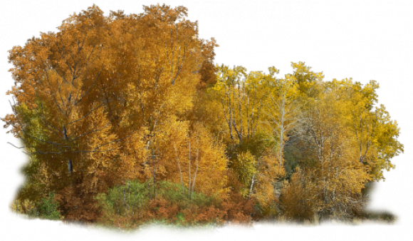 Деревья для фотошопа осень