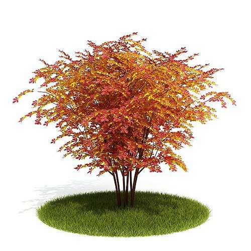 Осенний куст