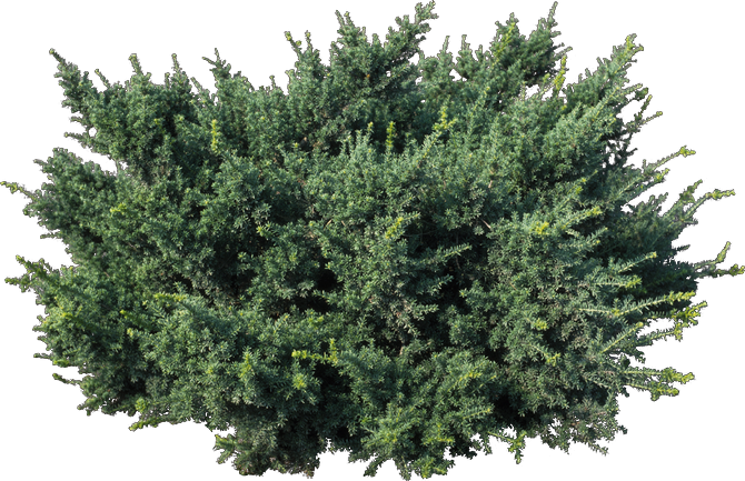 Можжевельник казацкий рокери джем