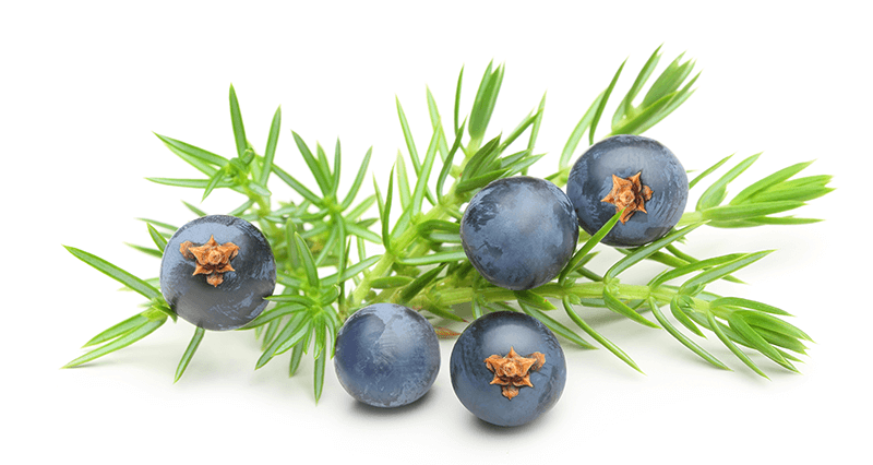 Можжевельник казацкий ягоды