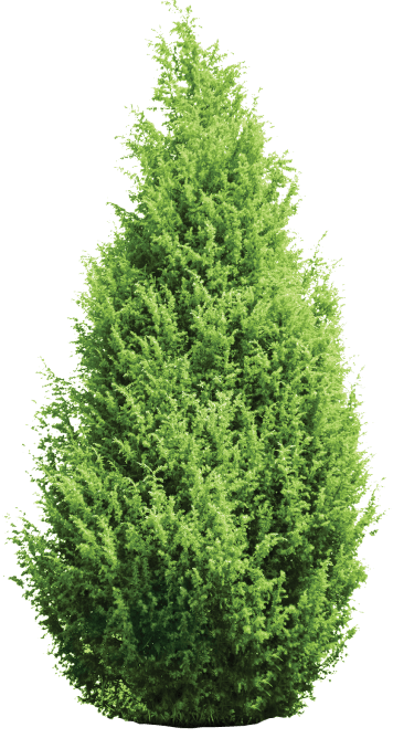 Туи можжевельники кипарисовик