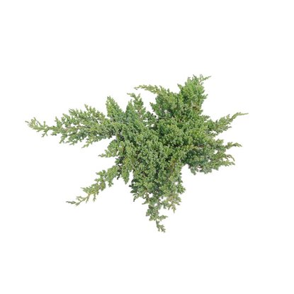 Можжевельник казацкий трипартита