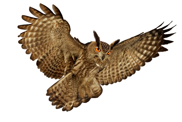 Сова на белом фоне