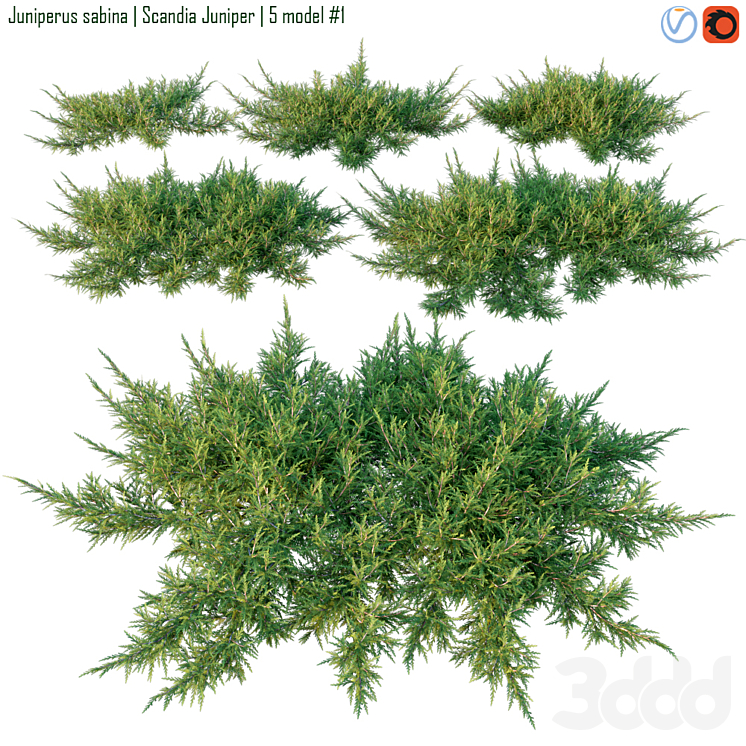 Можжевельник казацкий Juniperus Sabina