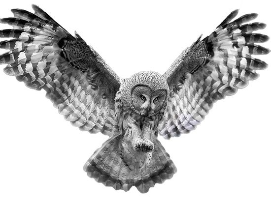 Филин с расправленными крыльями