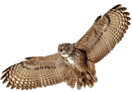 Сова для фотошопа