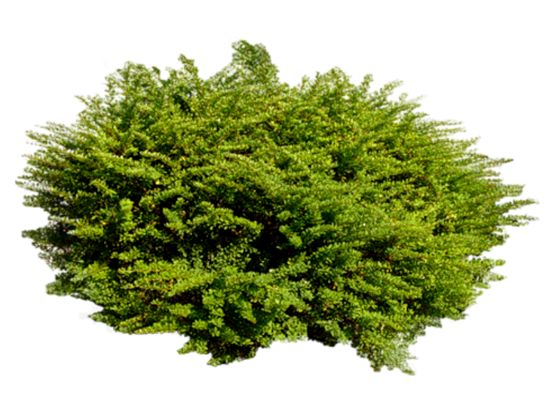 Можжевельник казацкий на белом фоне