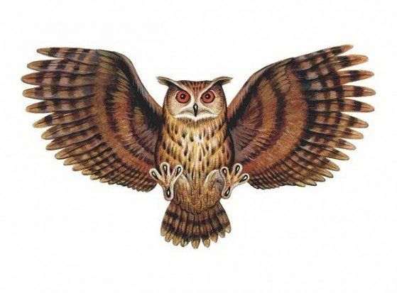 Сова в полете для детей