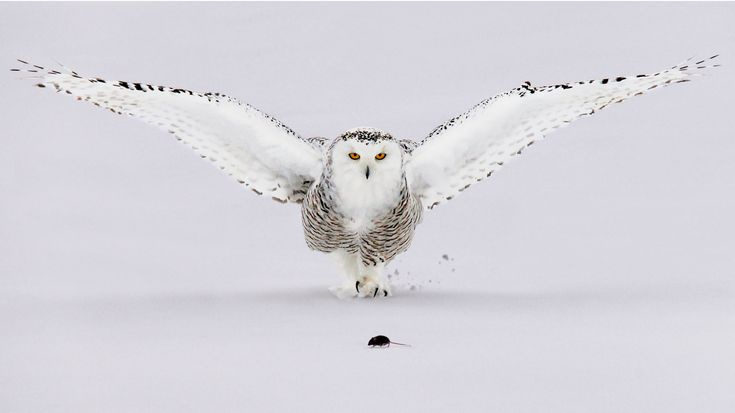 Птица Гарри Поттера Букля