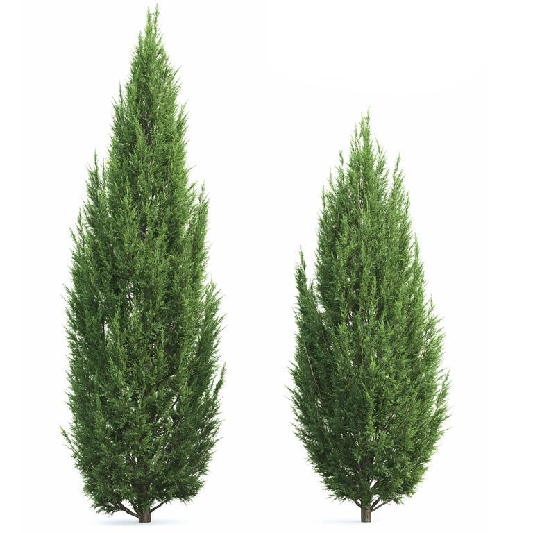 Можжевельник скальный Мунглоу