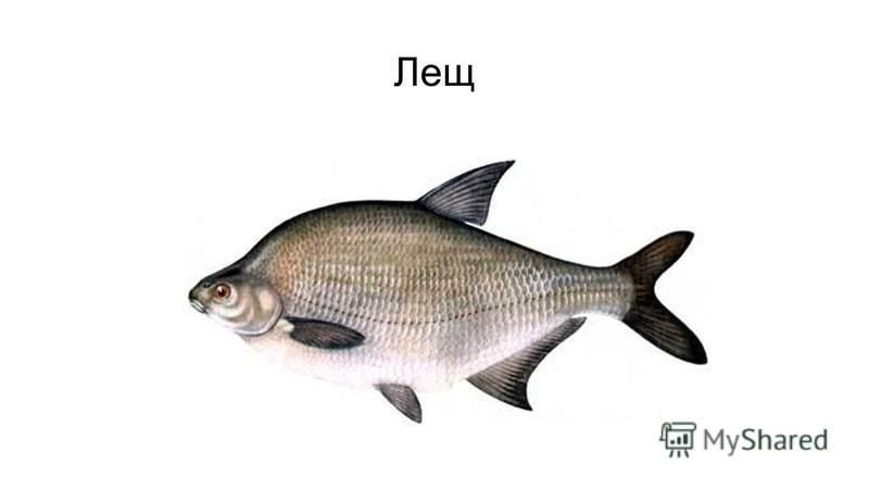 Рыба лещ на прозрачном фоне