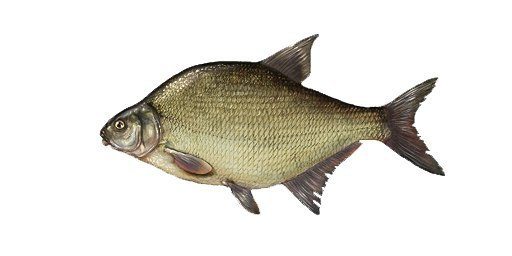 Рыба лещ для детей