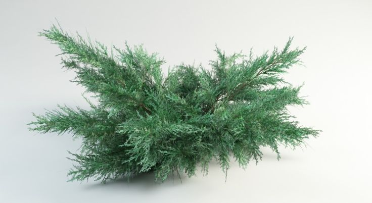 Можжевельник грей Оул