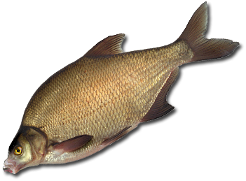 Лещ для детей на прозрачном фоне