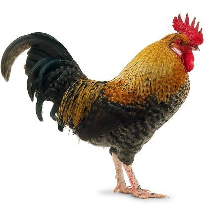 Петух на прозрачном фоне